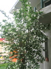 Poze flori 055