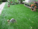 Poze flori 057