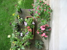 Poze flori 028
