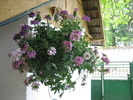 Poze flori 029