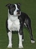 1926-flAmerican-Staffordshire-Terrier-Amstaff--Puppies-For-Sale-Gauteng-[1]