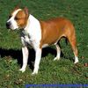 akc_amstaff_bloom_xl[1]