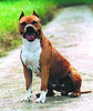 Amstaff_336[1]