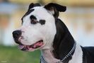 amstaff_dog-other[1]