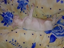 amstaff_inger_si_demon_robintel_blog_01[1]