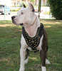 amstaff-pitbull-dog-harness-leather-55_LRG[1]