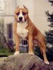 apolla_amstaff_hh[1]