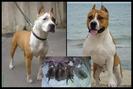 pic135379_caine_Amstaff[1]