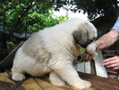 mioritic,shepherd,dogs,puppies,criosmioritic,kennel,mioritici 031