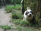 mioritic,shepherd,dogs,puppies,criosmioritic,kennel,mioritici 043