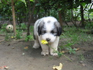 mioritic,shepherd,dogs,puppies,criosmioritic,kennel,mioritici 045