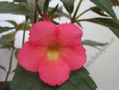 Achimenes Peach Glow 1