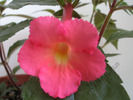 Achimenes Peach Glow 2