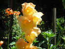 gladiola portocalie