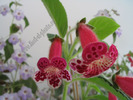 Kohleria Lucky Lucifer 13