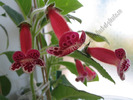 Kohleria Lucky Lucifer 14