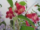 Kohleria Lucky Lucifer 15