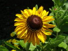 Rudbeckia