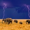 elefanti in furtuna