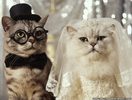 funny-cats-wedding-wallpaper