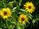 Rudbeckia Glor