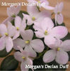 Morgan_s Declan Duff