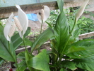 crinul pacii-spathiphyllum