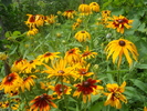 rudbeckia