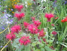 monarda