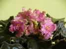 P1290055