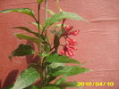 cestrum