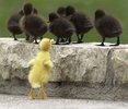 14 poze cu animale