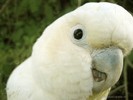 14 poze cu animale
