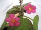 Episcia Pink Panther 9