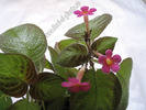 Episcia Pink Panther 11