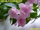 ACHIMENES_DOUBLE_PINK_ROSE_7