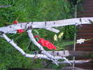DSCF2005