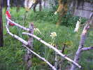 DSCF2006