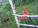 DSCF2008