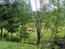 DSCF1388