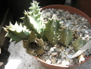 Huernia stapelioides - 28.07