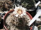 Gymnocalycium spegazzini ssp. cardenasianum - 29.07