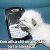 poze-amuzante-poza-amuzanta-pisica-vorbeste-la-telefon-despre-varsta-pisicii