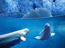 belugas_underwater,_ocean_life