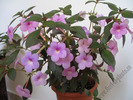 Achimenes Peach Blossom 6
