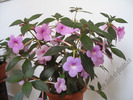 Achimenes Peach Blossom 8