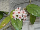 hoya carnosa