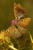 last butherfly
