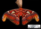 attacus-atlas-ok