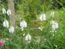 physostegia